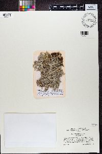 Pseudevernia intensa image