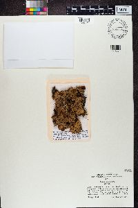 Solorina crocea image