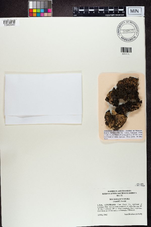 Solorina octospora image