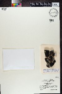 Image of Sporastatia testudinea