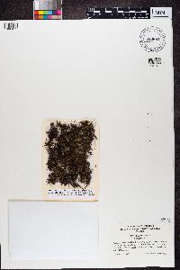 Cetraria aculeata image