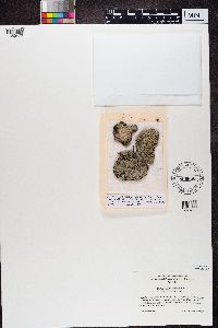 Diploschistes scruposus image