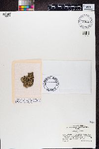 Parmelia saxatilis image