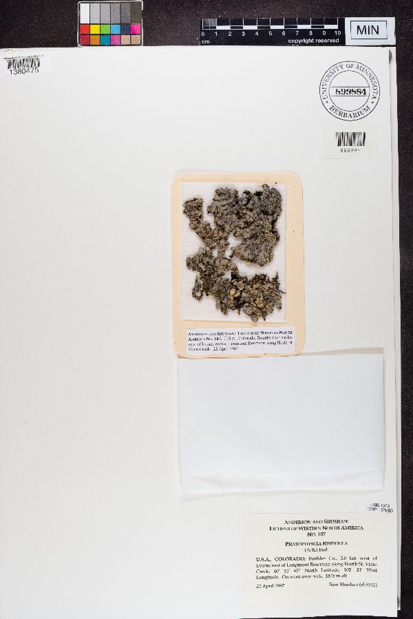 Phaeophyscia hispidula image