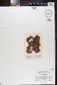 Physconia muscigena image