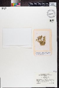 Ramalina pollinaria image