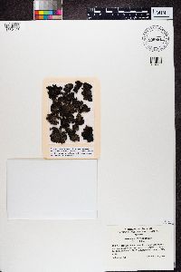 Umbilicaria hyperborea image