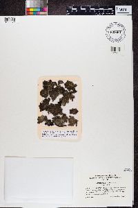 Umbilicaria hyperborea image