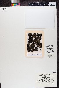 Umbilicaria hyperborea image