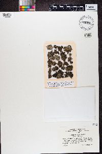 Umbilicaria torrefacta image