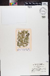 Xanthoparmelia chlorochroa image