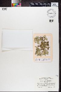 Xanthoparmelia chlorochroa image