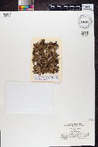 Cetraria ericetorum image
