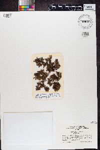 Cetraria aculeata image