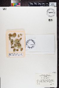 Rhizoplaca chrysoleuca image