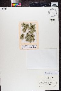 Xanthoparmelia chlorochroa image