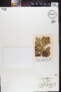 Peltigera aphthosa image