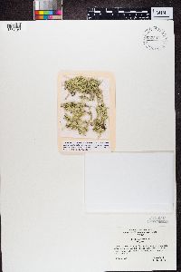 Evernia divaricata image