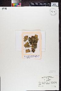 Peltigera aphthosa image