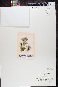 Xanthoparmelia chlorochroa image