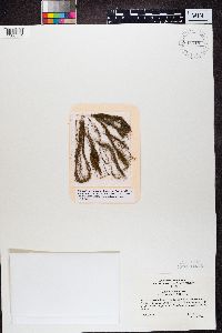 Bryoria capillaris image