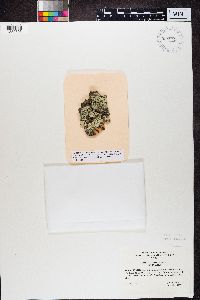 Parmeliopsis ambigua image