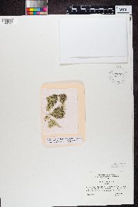 Evernia divaricata image