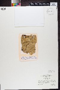 Lobaria pulmonaria image