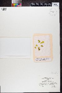 Vulpicida canadensis image