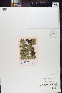 Peltigera aphthosa image