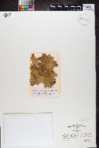 Lobaria pulmonaria image