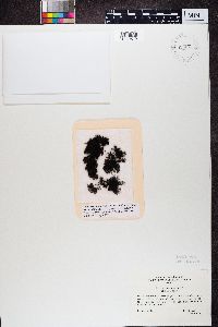 Pseudephebe pubescens image