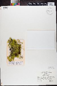 Thumbnail image of current specimen