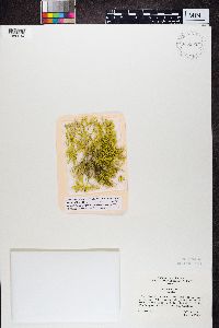 Thumbnail image of current specimen