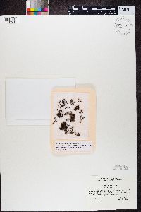 Cetraria aculeata image