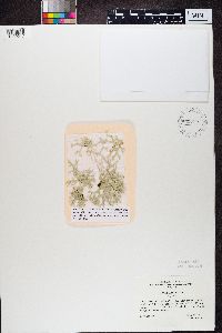 Evernia prunastri image