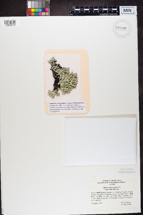 Hypogymnia apinnata image