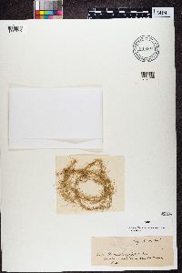 Usnea longissima image