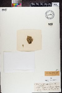 Usnea ceratina image