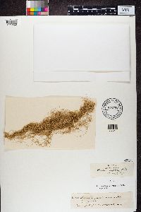 Bryoria capillaris image