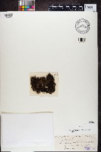 Bryoria bicolor image