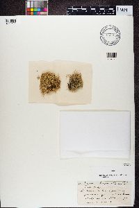 thumbnail image of current specimen