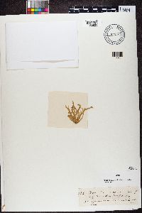 Ramalina fraxinea image