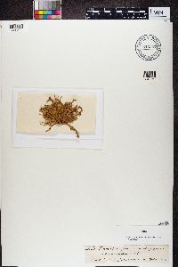 Ramalina fraxinea image