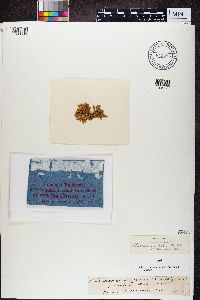 Ramalina fraxinea image