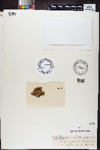 Ramalina pollinaria image