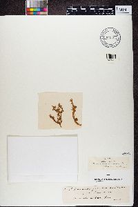 Ramalina fraxinea image