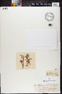 Ramalina siliquosa image