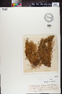 Evernia divaricata image