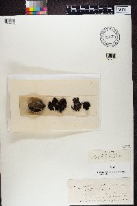 Image of Gyrophora flocculosa
